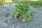 Mes salades ont les feuilles du tour qui pourrissent/se dessèchent. (Une autre variété de salade dont je ne connais pas le nom qui pousse juste à coté, elles ne sont pas affectées.)