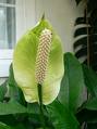 250px-Spathiphyllum_floribundum1[1].jpg