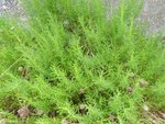 DSCN0698_redimensionne.jpg