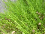 DSCN0700_redimensionne.jpg