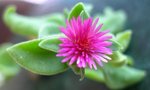 flower1B.JPG