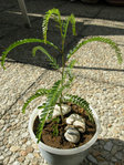 Petit arbre 1.jpg