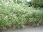 P1000880a.jpg