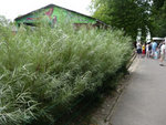 P1000893a.jpg