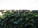 Et là le lierre qui dépasse des fois du mur