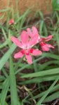 tifleurrose.jpg