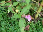 fleurs sauvages