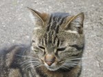 mai 2008 010.jpg