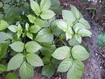 r2011_0821salve21-08-20110001.JPG
