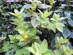 r2011_0821salve21-08-20110002.JPG