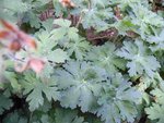 r2011_0821salve21-08-20110004.JPG