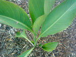 plante2.jpg