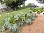 Courgettes 3 plans.jpg