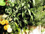 Piment doux des Landes 2.jpg