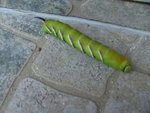 chenille110911.jpg