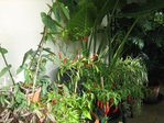IMG_7378.JPG
