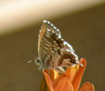 DSC_0017.JPG