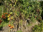 tomates sans protection.JPG