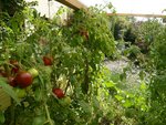 tomates protégées.jpg