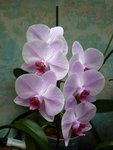 3e floraison depuis que je l'ai, les 2 premières à la suite l'une de l'autre et cet été, rebelote ! petit pied bien productif !
