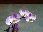 mon acquisition de cet été (fin juin) à 5€, toujours en fleurs !