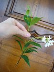 jasmin 1.JPG