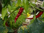 piment de cayenne.jpg