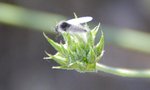 Mouche01.jpg