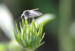 Mouche02.jpg