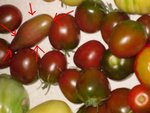 tomotologue_2009_2.JPG