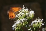 jri-Papillon106_gd.jpg