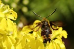 jri-Papillon126_gd.jpg