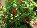 DSCF1662.jpg