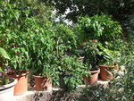 DSCF1666.jpg