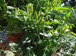 DSCF1668.jpg