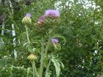 artichaut en fleur.jpg