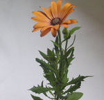 fleur.jpg