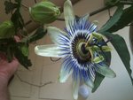 fleurs 003.jpg
