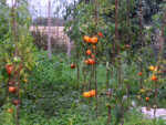 P1010464.gif