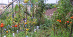 P1010465.gif