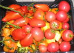 P1010466.gif