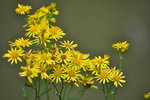 DSC_2883r.jpg