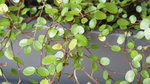 plante 3.jpg