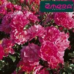 decorosier-emera.jpg