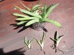 succulente (Medium).JPG