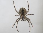 araignee-25-1.JPG