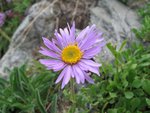 ASTER DES ALPES.JPG