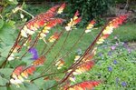 DSCF3438.JPG