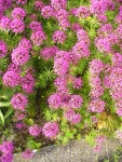 galium.JPG