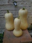 courges.JPG